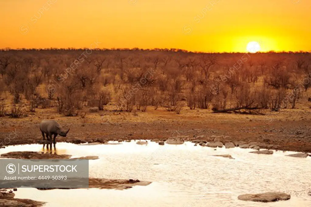 Rhinoceros standing at waterhole during sunset, white rhinoceros, Diceros bicornis, Etosha National Park, Namibia