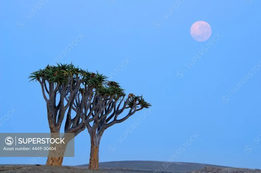 Two quiver trees with moon, Aloe dichotoma, Namib Naukluft National Park, Namib desert, Namib, Namibia
