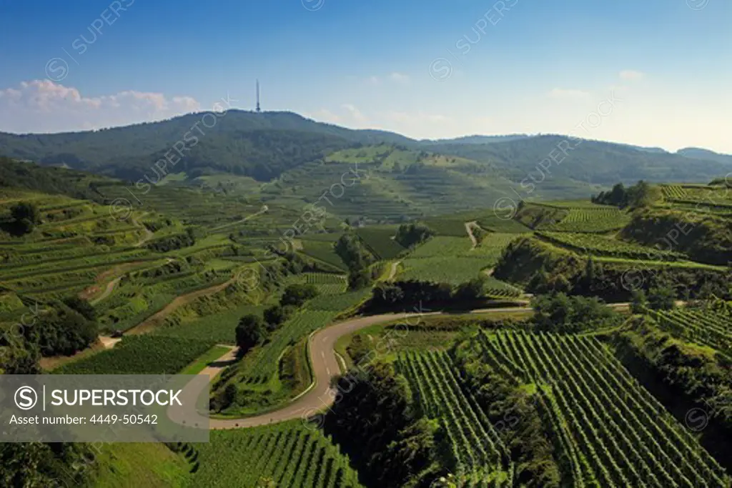 View to the vineyard terraces near Oberbergen, Kaiserstuhl, Breisgau, Black Forest, Baden-Wuerttemberg, Germany