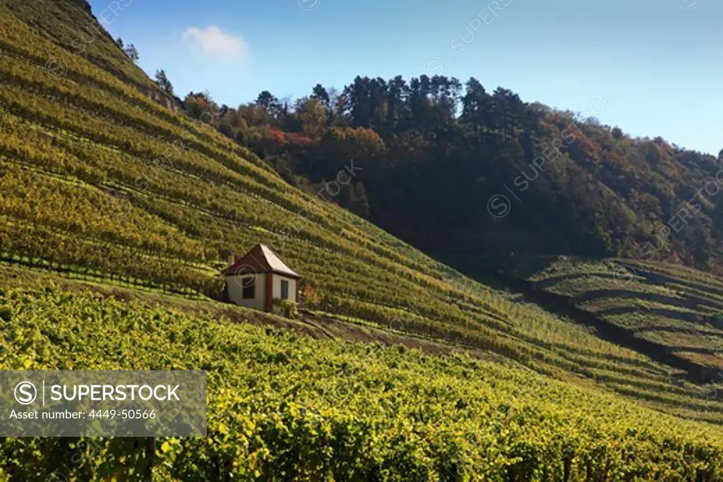 Vineyards near Homburg am Main, Main river, Spessart, Franconia, Bavaria, Germany