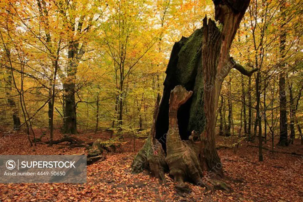 Trunk of an old oak, nature reserve Urwald Sababurg at Reinhardswald, near Hofgeismar, Hesse, Germany