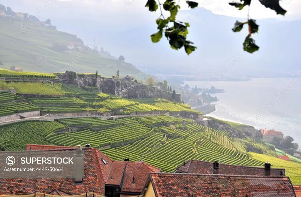 Vineyard at Lake Geneva, Saint-Saphorin, Lavaux, Canton of Vaud, Switzerland