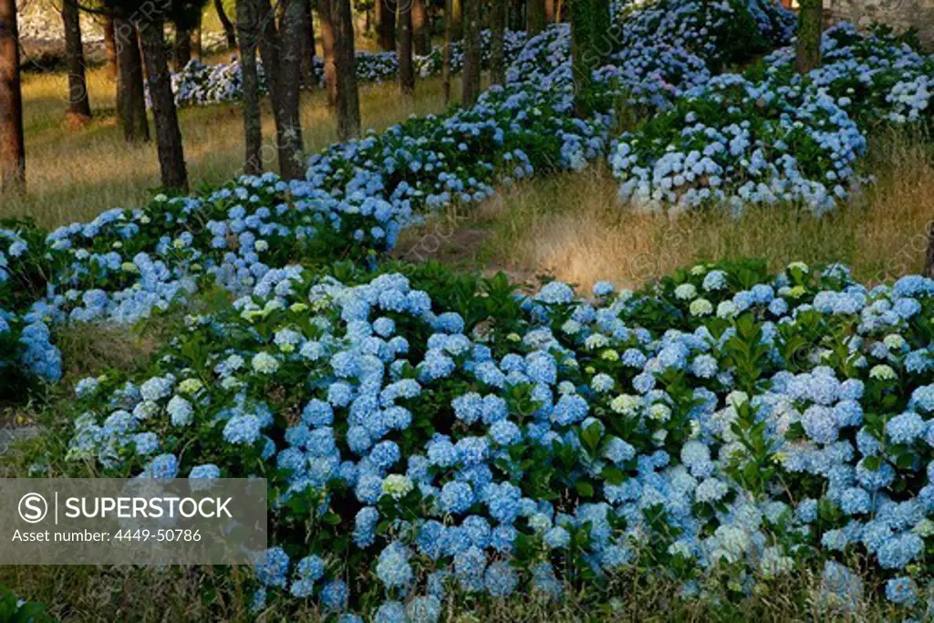 Blue hortensias between trees, Playa de Estorde, Province of La Coruna, Galicia, Northern Spain, Spain, Europe