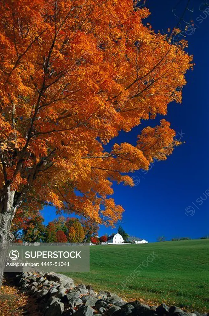 Houses and trees of Shakerdorf under blue sky, Canterbury, New Hampshire, New England, America