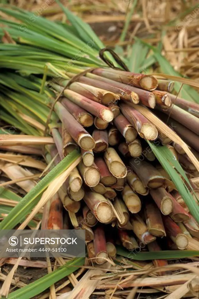 A bunch of sugar cane, Paul, Santo Antao, Cape Verde, Africa