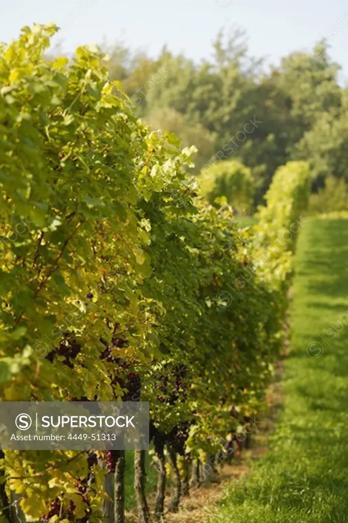 Vineyard, Vineyard in Styria, Austria, Vineyard, Styria, Austria, Wine Tradition Styria, Austria