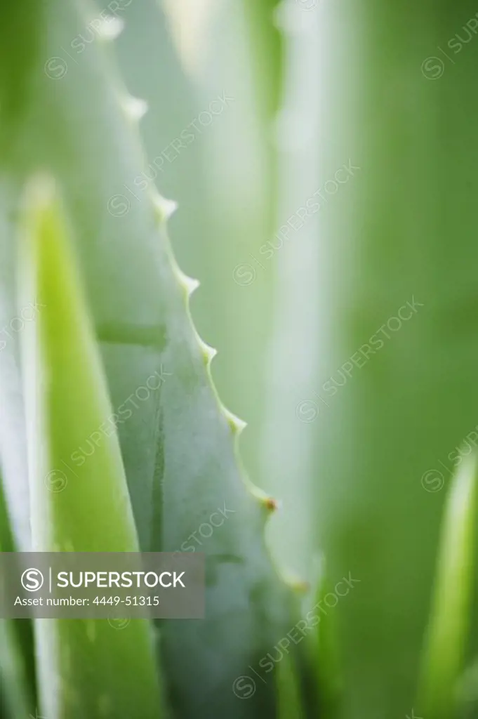 Aloe plant, Aloe plant, Close-up of an aloe plant, Plant Health Wellness Nature