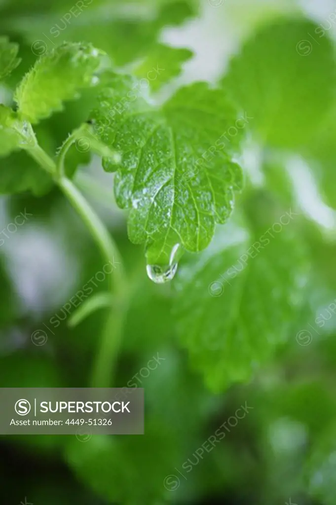 Plant with water-drop, Plant with water-drop, Herbs with water drop, Nature Health Wellness