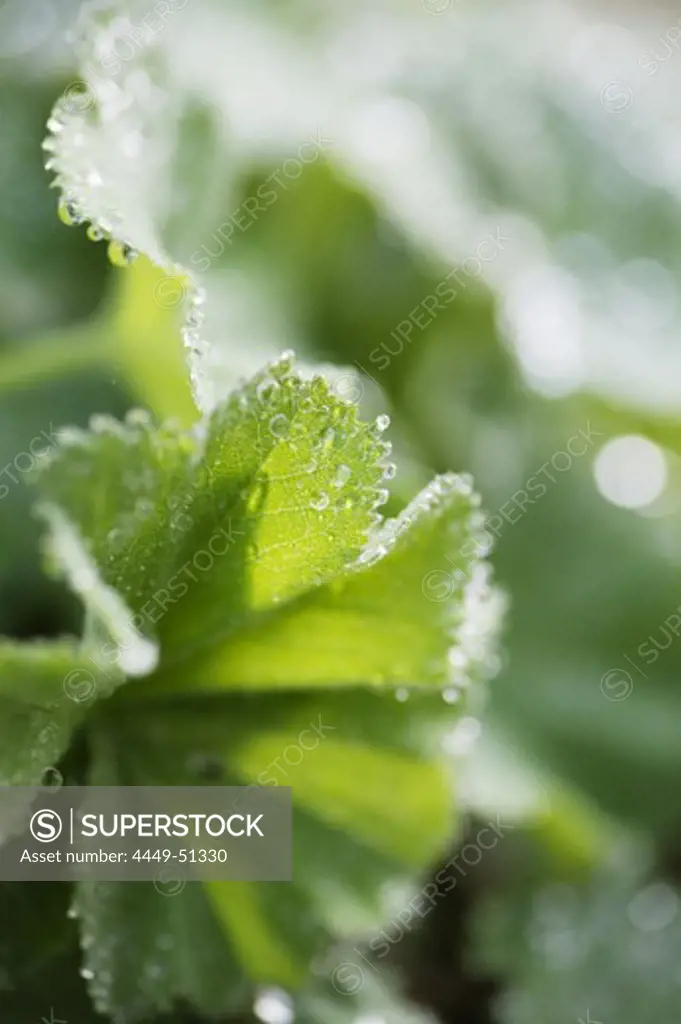 Plant with water drops