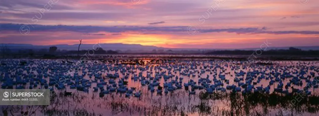 Snow geese at their winter quarters at dusk, Bosque del Apache, New Mexico, USA