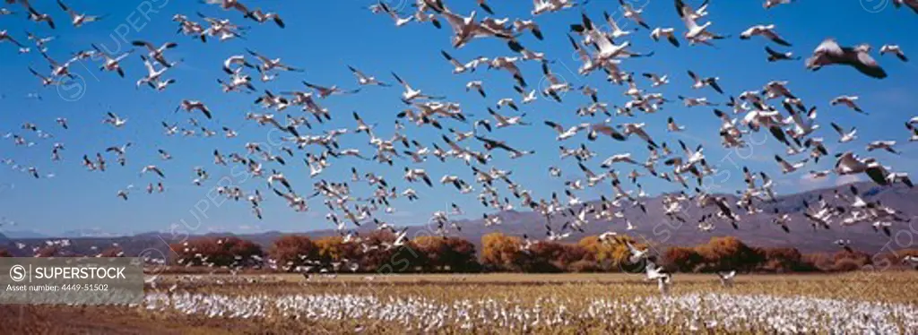 Snow geese at their winter quarters in Bosque del Apache, New Mexico, USA