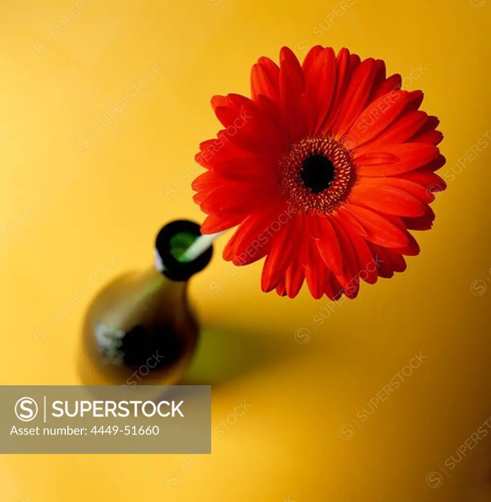 Gerbera in a vase, Close-up