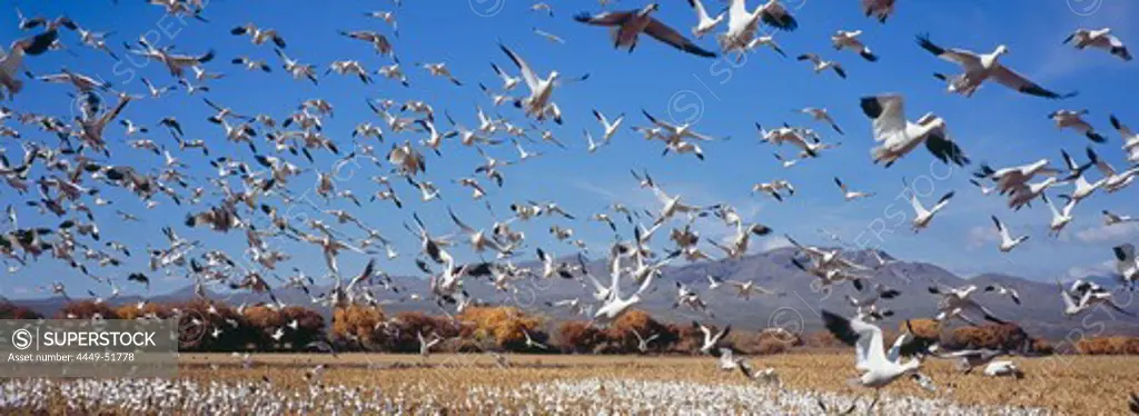 Snow geese at wintering grounds, Bosque del Apache, New Mexico, USA