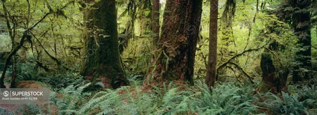 Rainforest, Hoh Rainforest, Olympic National Park, Washington, USA