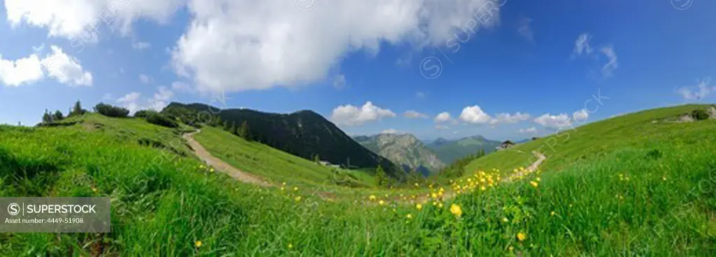 path from mountain lodge Hirschberghaus to summit of Hirschberg with Ochsenkamp and Fockenstein, globeflowers in foreground, Bavarian foothills, Bavarian range, Upper Bavaria, Bavaria, Germany