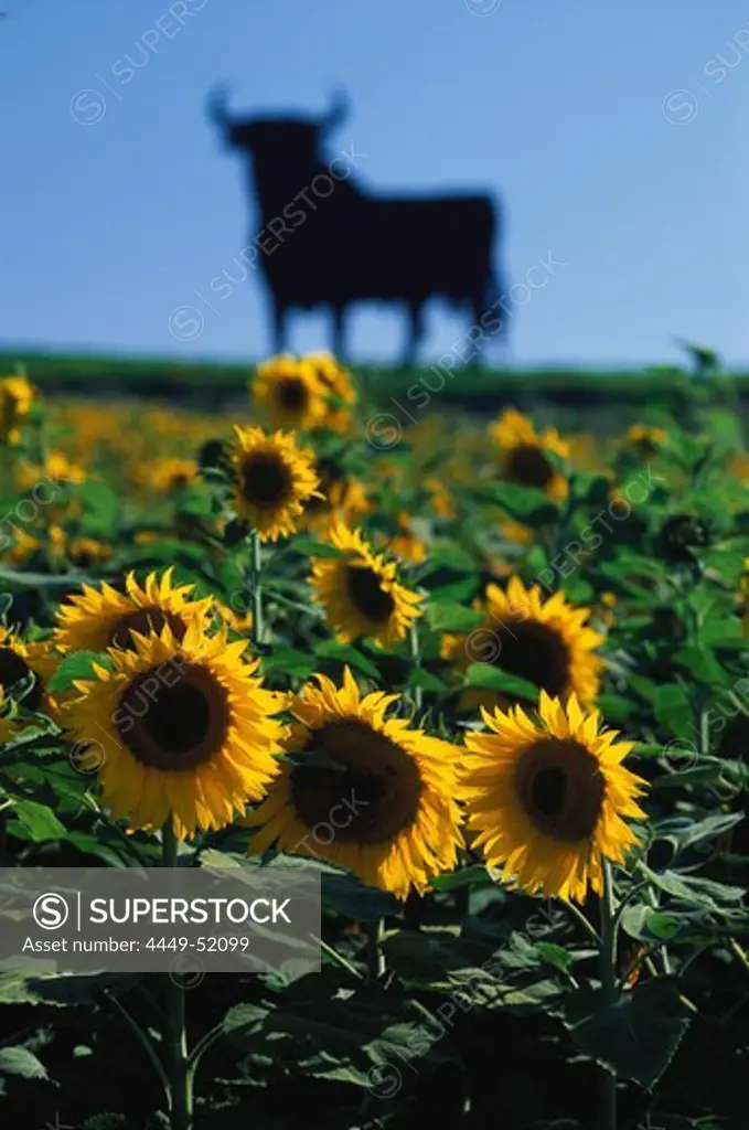 Sunflower field and silhouette of a bull in the sunlight, Cadiz, Andalusia, Spain, Europe