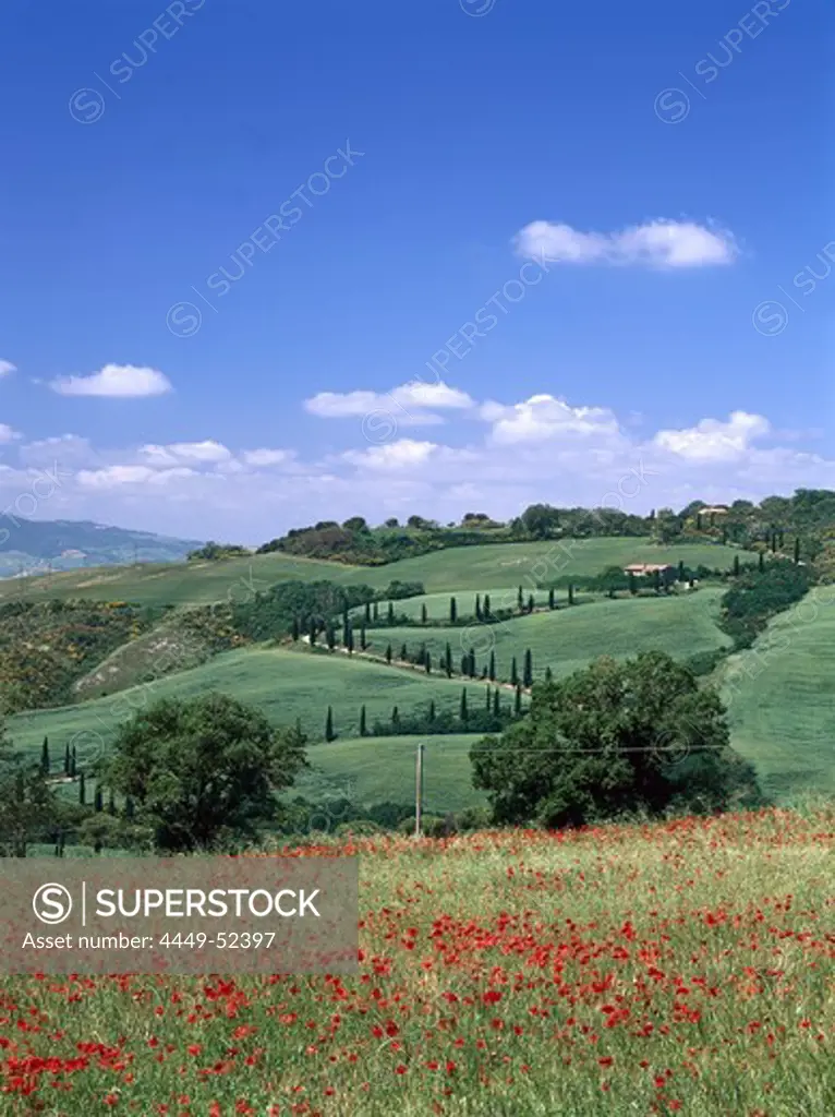 Flower meadow near La Foce, Chianciano Terme, Tuscany, Italy