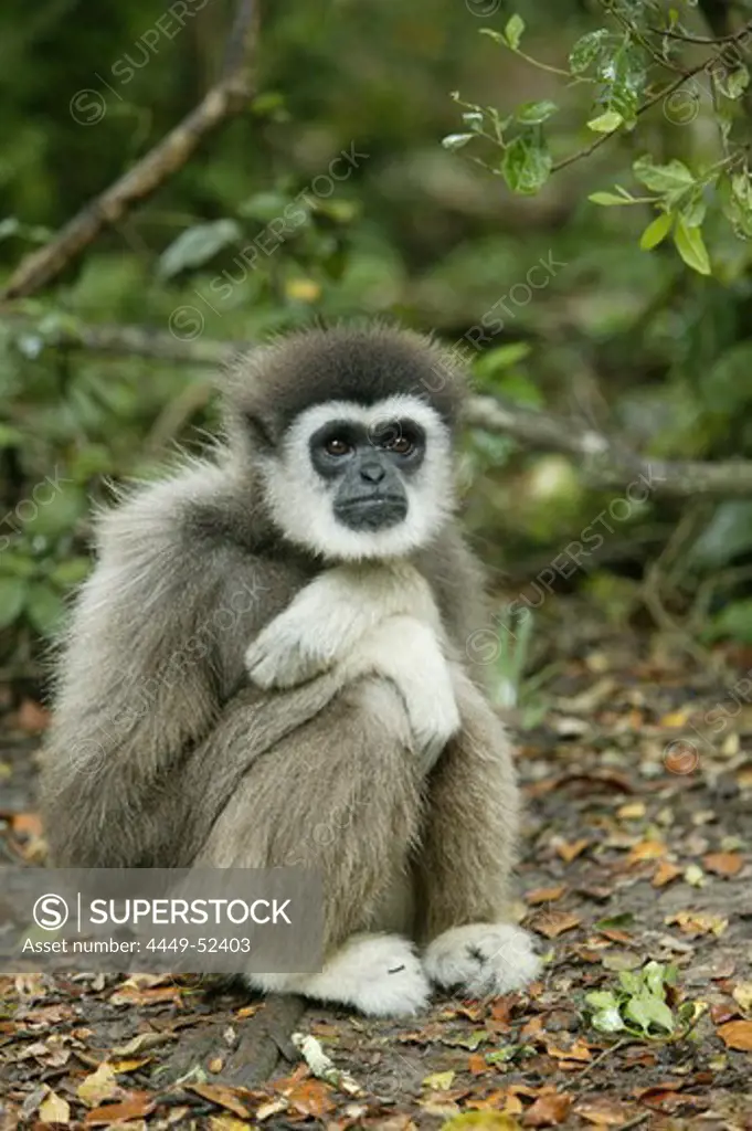 Gibbon in Monkeyland Monkey park near Plettenberg, Garden Route, Western Cape, South Africa, Africa