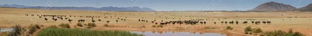 Ostrich farm near Oudtshoorn, Western Cape, South Africa, Africa