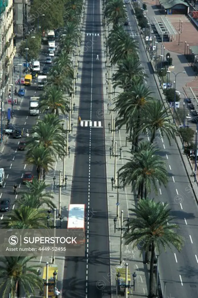 High angle view at street with palm trees, Passeig de Colom, Barcelona, Spain, Europe
