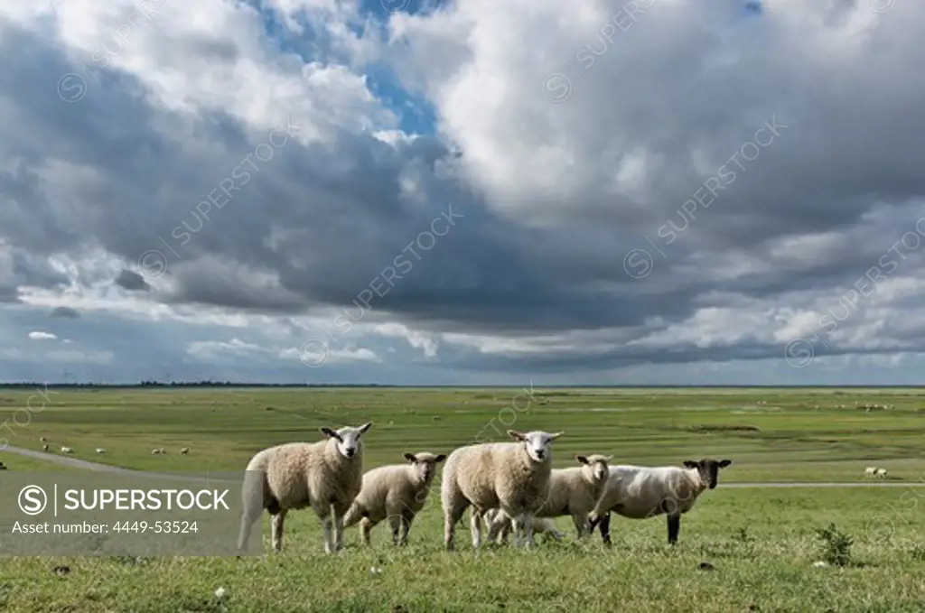 Sheep grazing near the Schleswig-Holstein Wadden Sea National Park, Mudflats, Friedrichskoog, Dithmarschen, Schleswig-Holstein, Germany