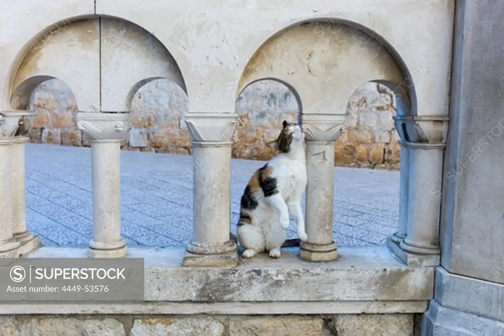 Cat rubbing its head on a wall post in the old town, Dubrovnik, Croatia, Europe