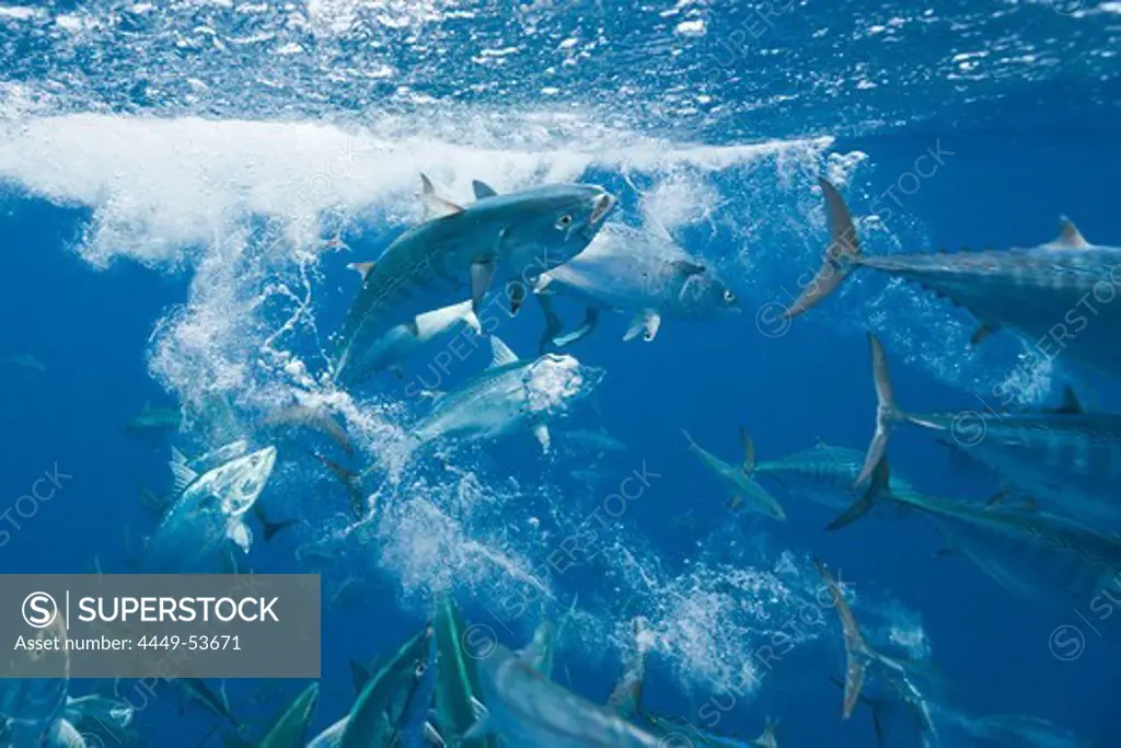 Bonitos hunting Sardines, Sarda sarda, Sardina pilchardus, Isla Mujeres, Yucatan Peninsula, Caribbean Sea, Mexico