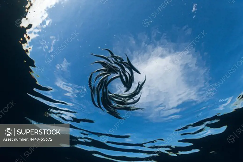 Shoaling Sardines, Sardina pilchardus, Isla Mujeres, Yucatan Peninsula, Caribbean Sea, Mexico