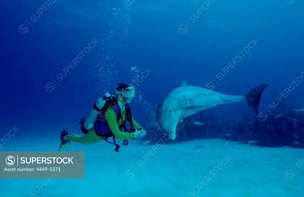 bottlenose dolphin and scuba diver, Tursiops truncatus, Bahamas, Caribbean Sea, Grand Bahama
