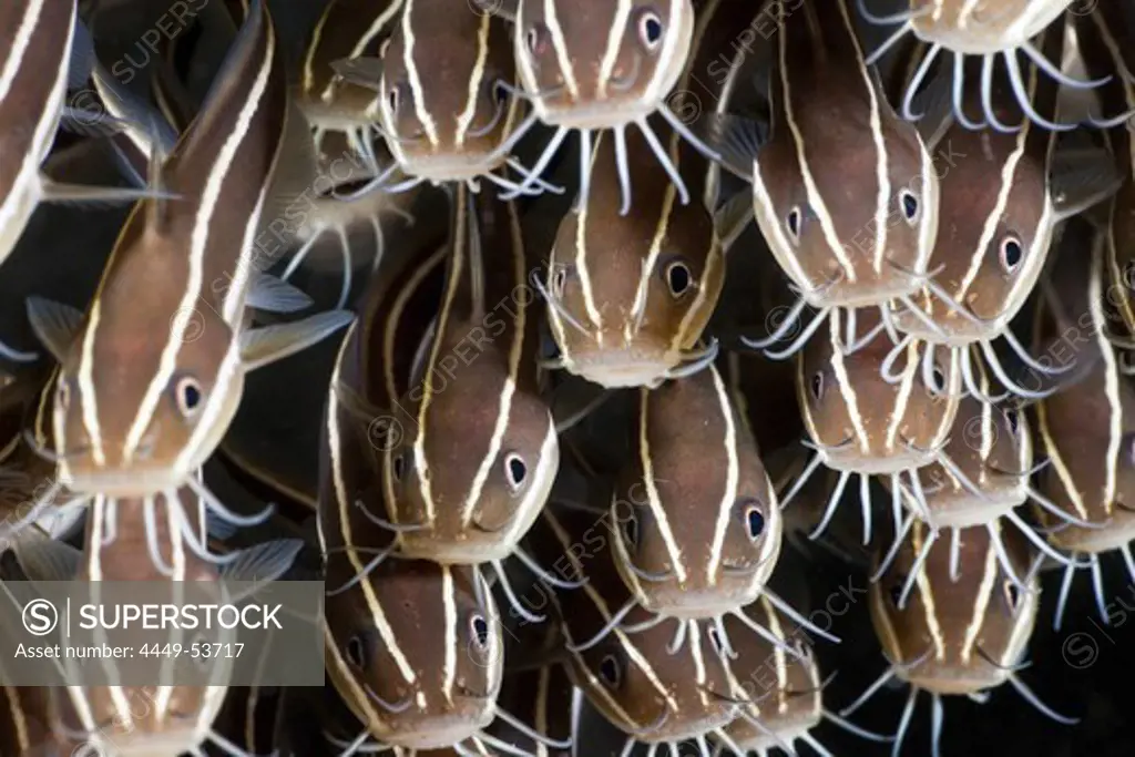Striped Eel Catfish, Plotosus lineatus, Amed, Bali, Indonesia