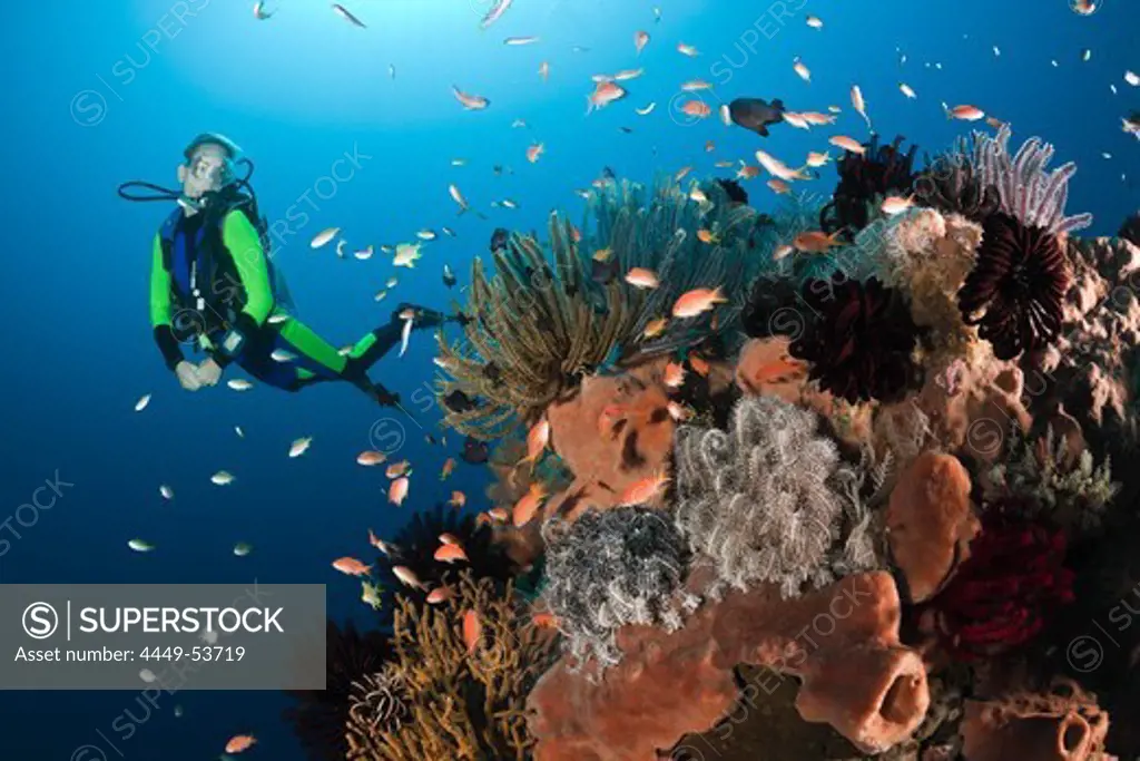 Coral Reef and Scuba Diver, Amed, Bali, Indonesia