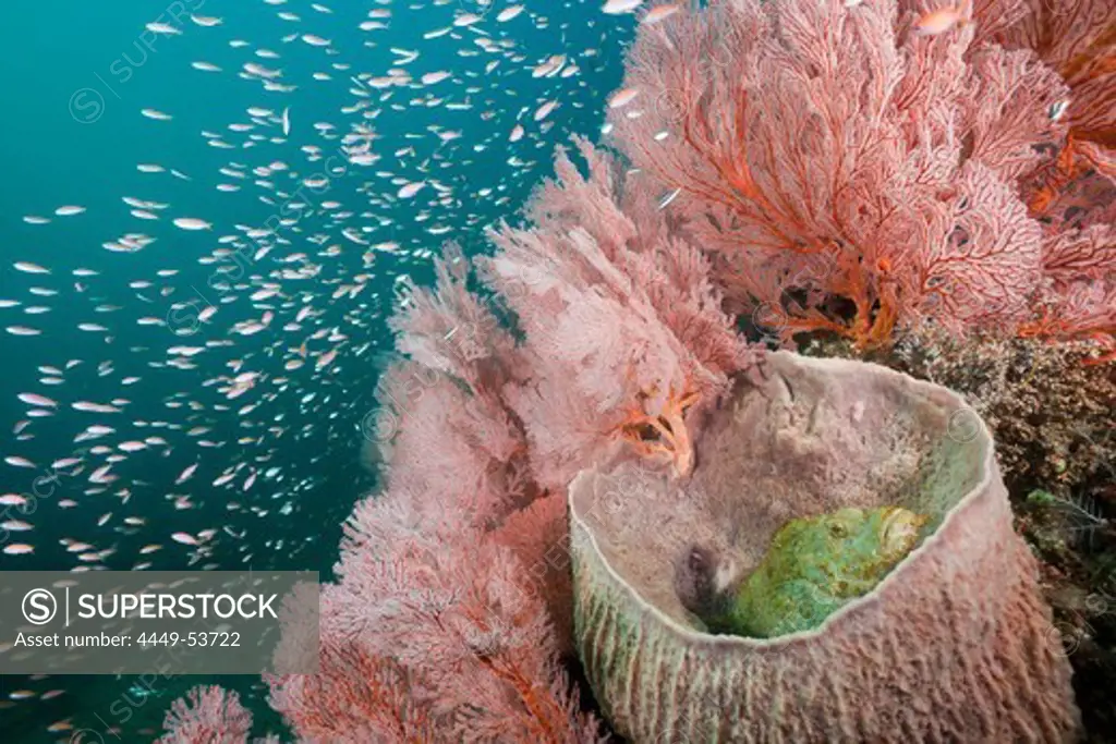 Scorpianfish inside Barrel Sponge, Scorpaenopsis oxycephalus, Xestospongia testudinaria, Amed, Bali, Indonesia