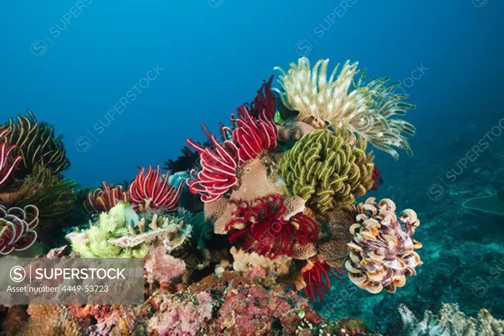 Crinoids on Coral Reef, Comanthina sp., Amed, Bali, Indonesia