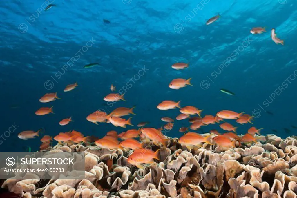 Lyretail Anthias over Reef, Pseudanthias squamipinnis, Alam Batu, Bali, Indonesia