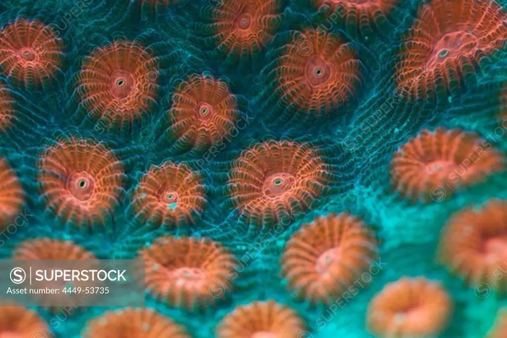 Fluorescent Hard Coral, Diploastrea heliopora, Alam Batu, Bali, Indonesia