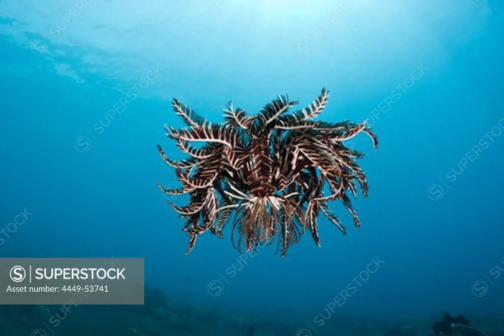 Crinoid hover over Reef, Comantheria sp., Alam Batu, Bali, Indonesia