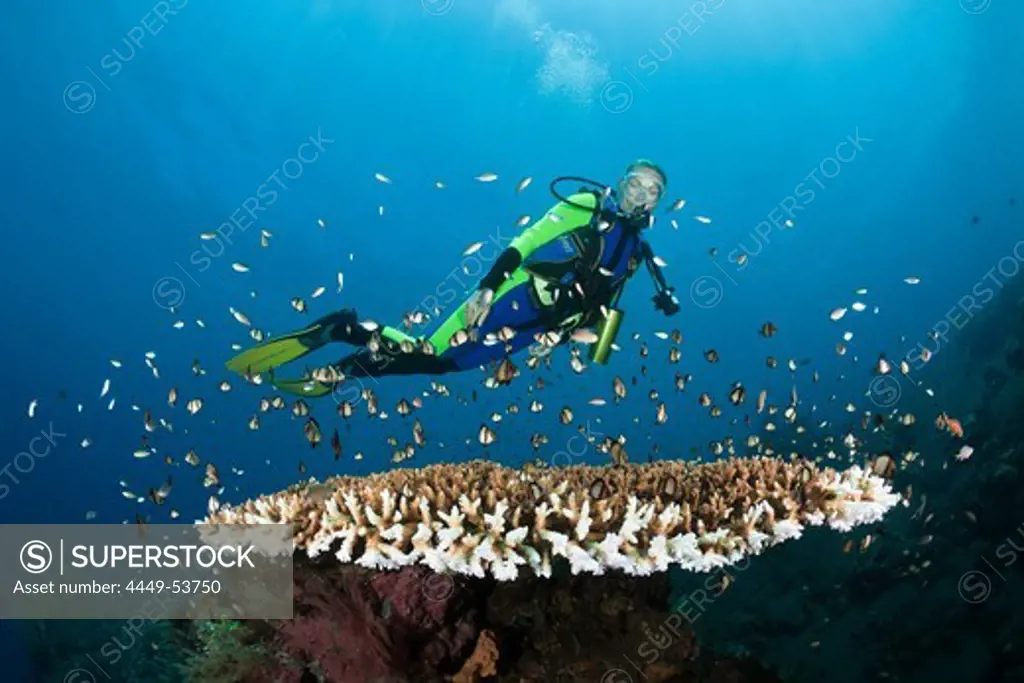 Scuba Diving at Bali, Alam Batu, Bali, Indonesia