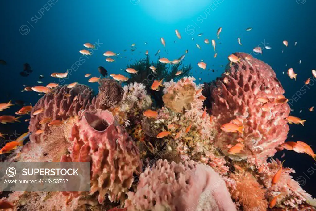 Coral Reef with Lyretail Anthias, Pseudanthias squamipinnis, Alam Batu, Bali, Indonesia