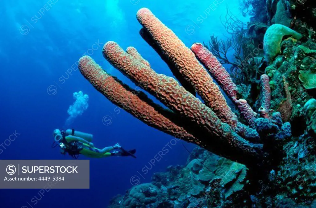 Scuba diver and Lavender Stovepipe sponge, Aplysina archeri, Dominica, French West Indies, Caribbean Sea