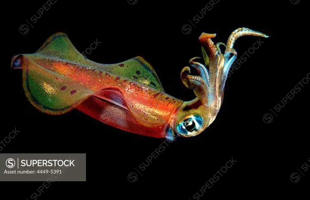 Reef squid at night, Sepioteuthis lessoniana, Egypt, Red Sea, Brother Islands
