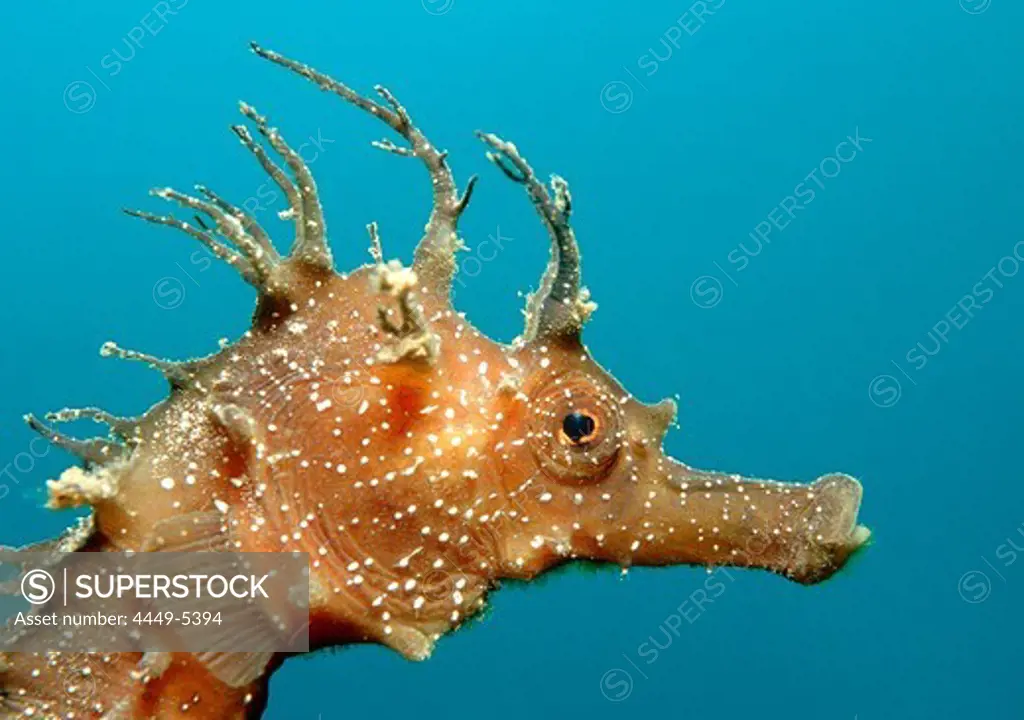 Speckled Seahorse, Long-snouted seahorse, Hairy Seahorse, Hippocampus guttulatus, Spain, Mallorca, Mediterranean Sea