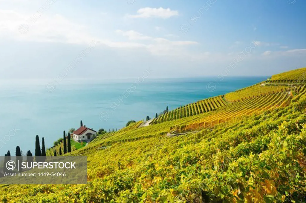 Villa in vineyard with lake Geneva, lake Geneva, Lavaux Vineyard Terraces, UNESCO World Heritage Site Lavaux Vineyard Terraces, Vaud, Switzerland, Europe