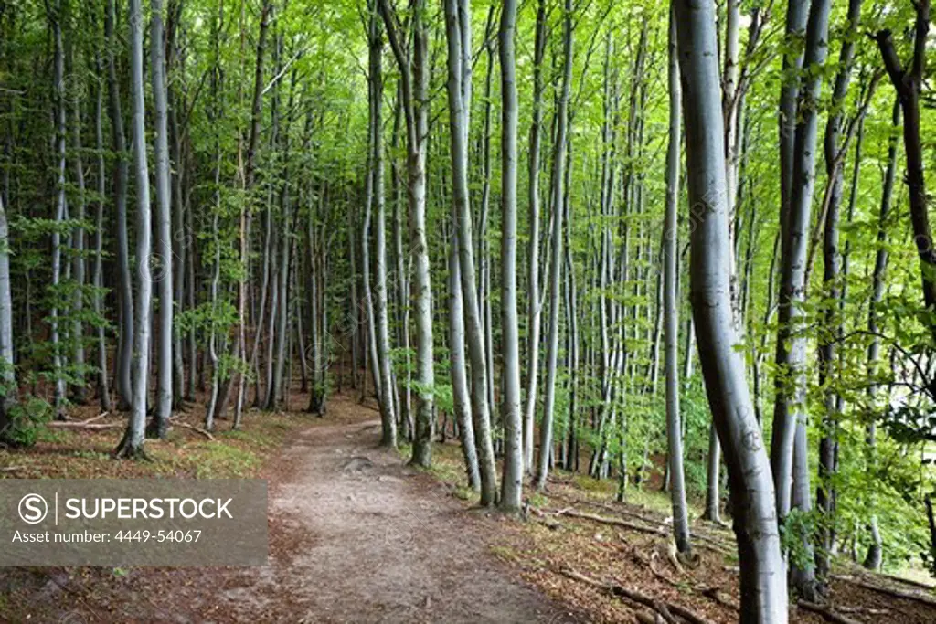 Deciduous Forest at the Chalk cliff coast, Ruegen Island, Jasmund National Park, Baltic Sea, Germany, Europe