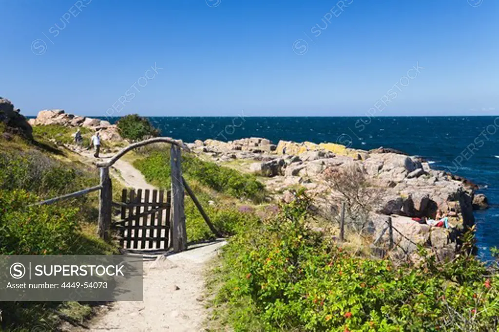 Hiking trail with gate in coastal landscape at Hammer Odde with Rugosa roses, Hammeren, northern tip of Bornholm, Denmark, Europe