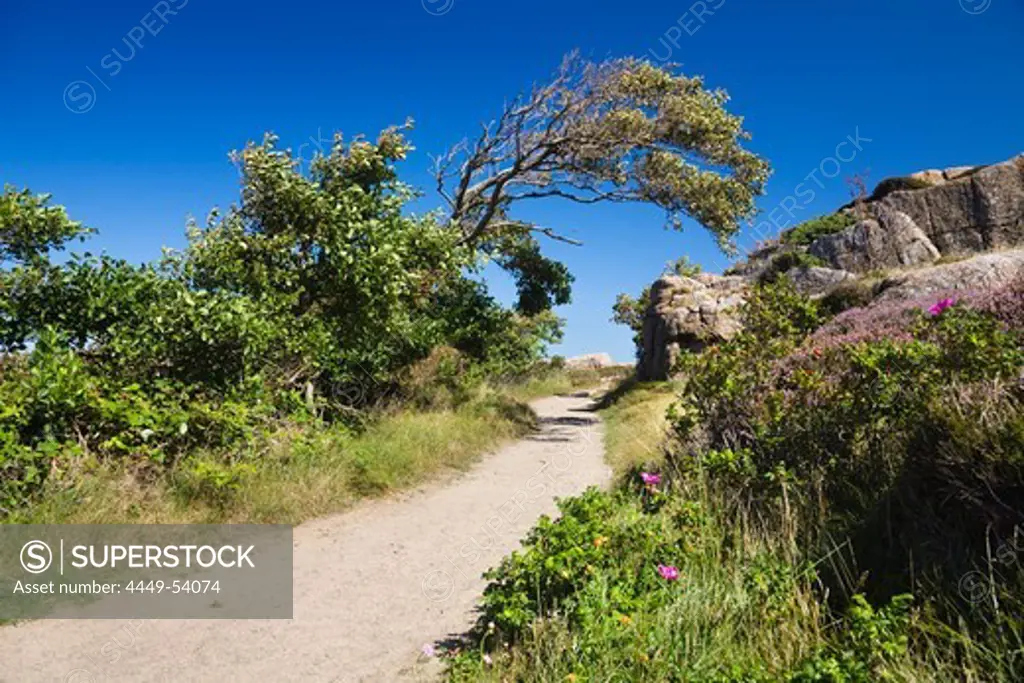 Hiking trail in coastal landscape at Hammer Odde, Hammeren, northern tip of Bornholm, Denmark, Europe