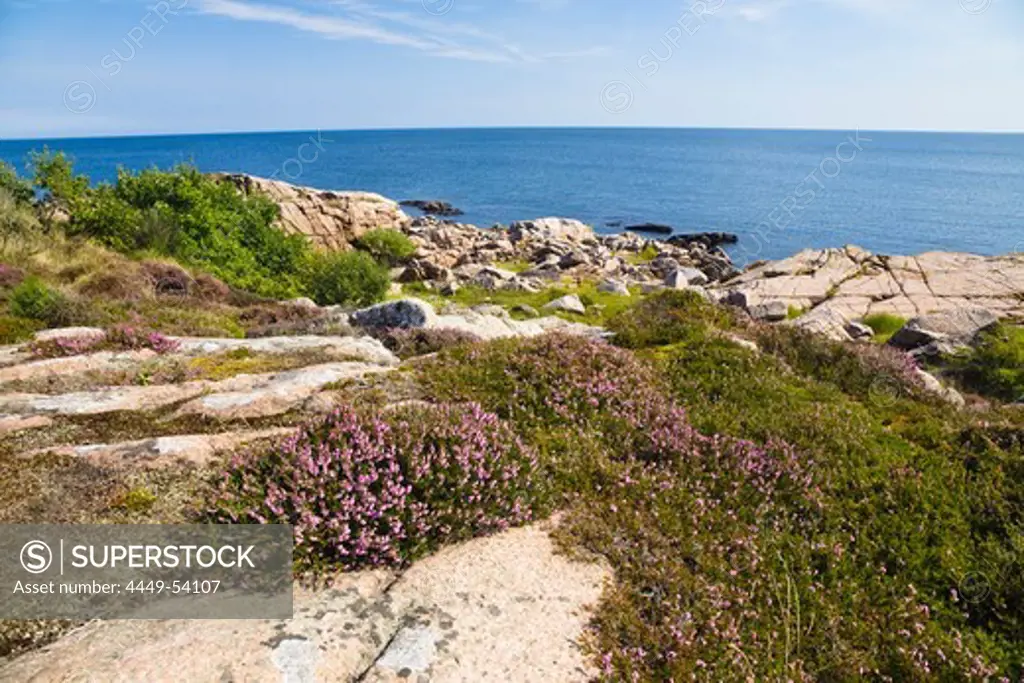 Blooming heather in coastal landscape at Hammer Odde, Hammeren, northern tip of Bornholm, Denmark, Europe