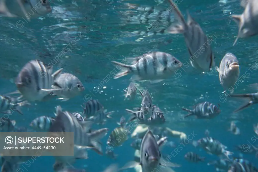 School of fishes, Island of Ko Tao, Surat Thani, Thailand