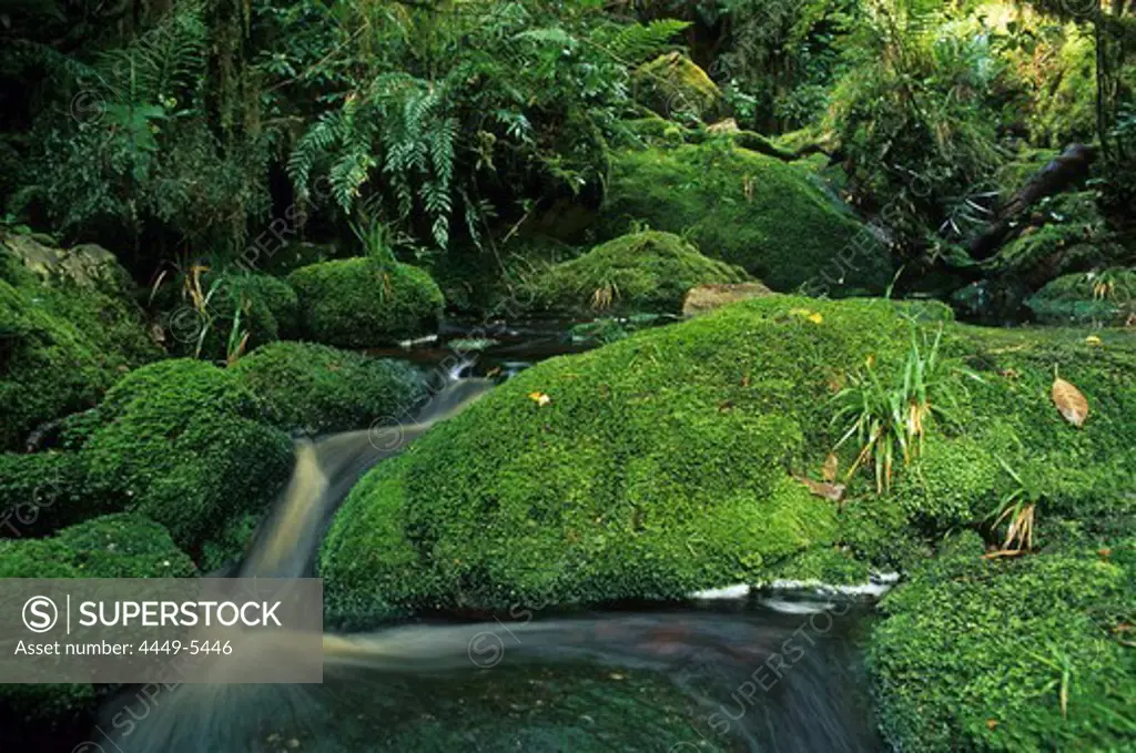 Stream and moss covered rocks in the rainforest, Oparara Basin, West Coast, South Island, New Zealand, Oceania