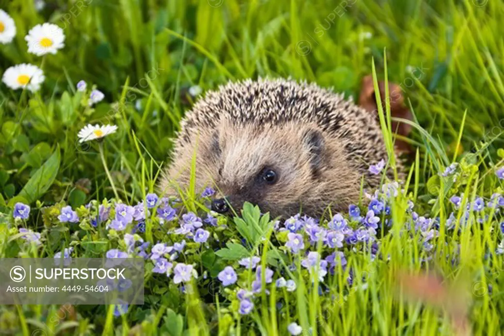European hedgehog in a meadow in spring, Erinaceus europaeus, Bavaria, Germany, Europe
