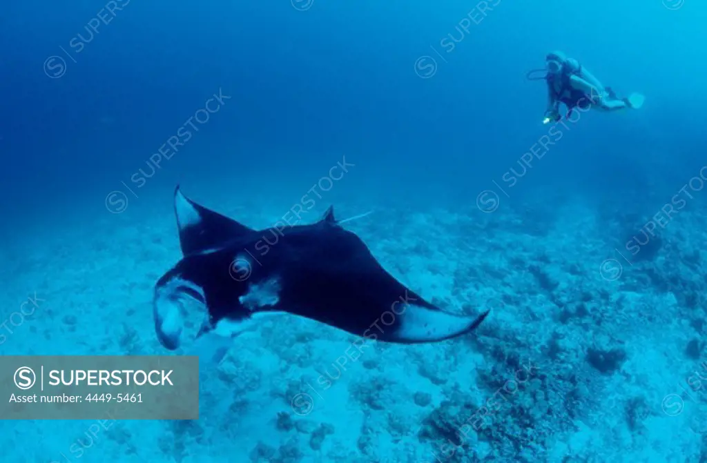 Manta ray and Diver, Manta Birostris, Maldives, Indian Ocean, Meemu Atoll